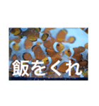 お魚の気持ち（個別スタンプ：3）