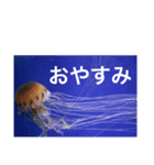 お魚の気持ち（個別スタンプ：5）