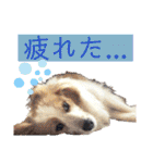 カリスたんぷ！（個別スタンプ：12）