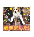カリスたんぷ！（個別スタンプ：24）