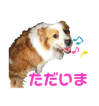カリスたんぷ！（個別スタンプ：25）