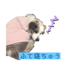 カリスたんぷ！（個別スタンプ：31）
