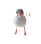 文鳥の雨ちゃん（個別スタンプ：1）