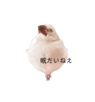 文鳥の雨ちゃん（個別スタンプ：3）