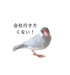 文鳥の雨ちゃん（個別スタンプ：6）