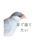 文鳥の雨ちゃん（個別スタンプ：7）