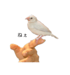 文鳥の雨ちゃん（個別スタンプ：8）