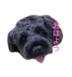 可愛いしゅーちゃん（個別スタンプ：3）