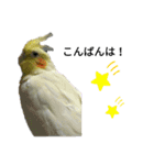 マジ鳥！日常生活で使えるインコたち！！（個別スタンプ：3）