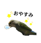 マジ鳥！日常生活で使えるインコたち！！（個別スタンプ：4）