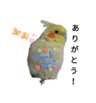 マジ鳥！日常生活で使えるインコたち！！（個別スタンプ：5）