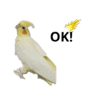 マジ鳥！日常生活で使えるインコたち！！（個別スタンプ：6）