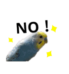 マジ鳥！日常生活で使えるインコたち！！（個別スタンプ：7）