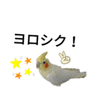 マジ鳥！日常生活で使えるインコたち！！（個別スタンプ：8）