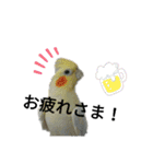 マジ鳥！日常生活で使えるインコたち！！（個別スタンプ：9）