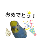 マジ鳥！日常生活で使えるインコたち！！（個別スタンプ：10）