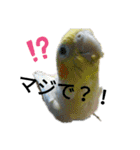 マジ鳥！日常生活で使えるインコたち！！（個別スタンプ：11）