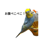 マジ鳥！日常生活で使えるインコたち！！（個別スタンプ：12）