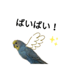 マジ鳥！日常生活で使えるインコたち！！（個別スタンプ：13）