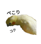マジ鳥！日常生活で使えるインコたち！！（個別スタンプ：15）