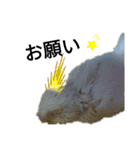 マジ鳥！日常生活で使えるインコたち！！（個別スタンプ：16）