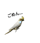 マジ鳥！日常生活で使えるインコたち！！（個別スタンプ：17）