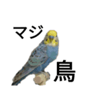 マジ鳥！日常生活で使えるインコたち！！（個別スタンプ：18）