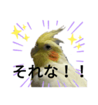 マジ鳥！日常生活で使えるインコたち！！（個別スタンプ：20）