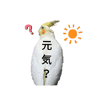 マジ鳥！日常生活で使えるインコたち！！（個別スタンプ：21）