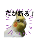 マジ鳥！日常生活で使えるインコたち！！（個別スタンプ：23）