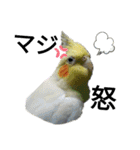 マジ鳥！日常生活で使えるインコたち！！（個別スタンプ：25）