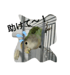 マジ鳥！日常生活で使えるインコたち！！（個別スタンプ：26）
