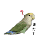 マジ鳥！日常生活で使えるインコたち！！（個別スタンプ：27）