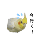 マジ鳥！日常生活で使えるインコたち！！（個別スタンプ：28）