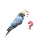 マジ鳥！日常生活で使えるインコたち！！（個別スタンプ：31）