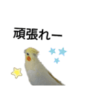 マジ鳥！日常生活で使えるインコたち！！（個別スタンプ：33）