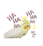 マジ鳥！日常生活で使えるインコたち！！（個別スタンプ：34）