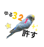 マジ鳥！日常生活で使えるインコたち！！（個別スタンプ：36）
