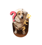 コーギーの棗ちゃん（個別スタンプ：1）