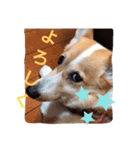 コーギーの棗ちゃん（個別スタンプ：7）