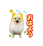 ポメラニアン★むぅ（個別スタンプ：1）