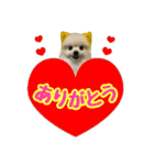 ポメラニアン★むぅ（個別スタンプ：3）