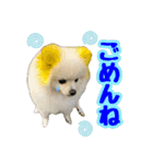 ポメラニアン★むぅ（個別スタンプ：4）