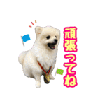 ポメラニアン★むぅ（個別スタンプ：7）