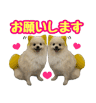 ポメラニアン★むぅ（個別スタンプ：10）