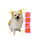 ポメラニアン★むぅ（個別スタンプ：12）