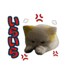 ポメラニアン★むぅ（個別スタンプ：13）
