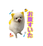 ポメラニアン★むぅ（個別スタンプ：15）