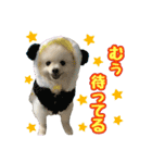 ポメラニアン★むぅ（個別スタンプ：17）