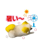 ポメラニアン★むぅ（個別スタンプ：19）